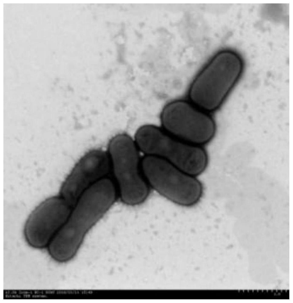 Heterotrophic nitrification-aerobic denitrification paracoccus strain, seed solution and preparation method and application thereof