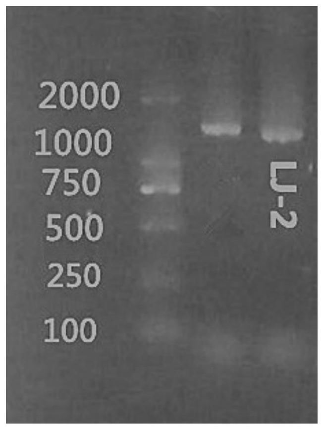 Heterotrophic nitrification-aerobic denitrification paracoccus strain, seed solution and preparation method and application thereof