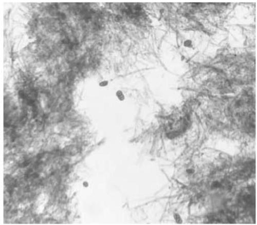 Method for stable germination of conidia of tomato gray leaf spot pathogens and for artificial inoculation identification in seedling stage