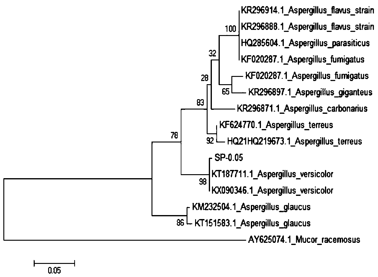 A strain of Aspergillus versicolor hy12