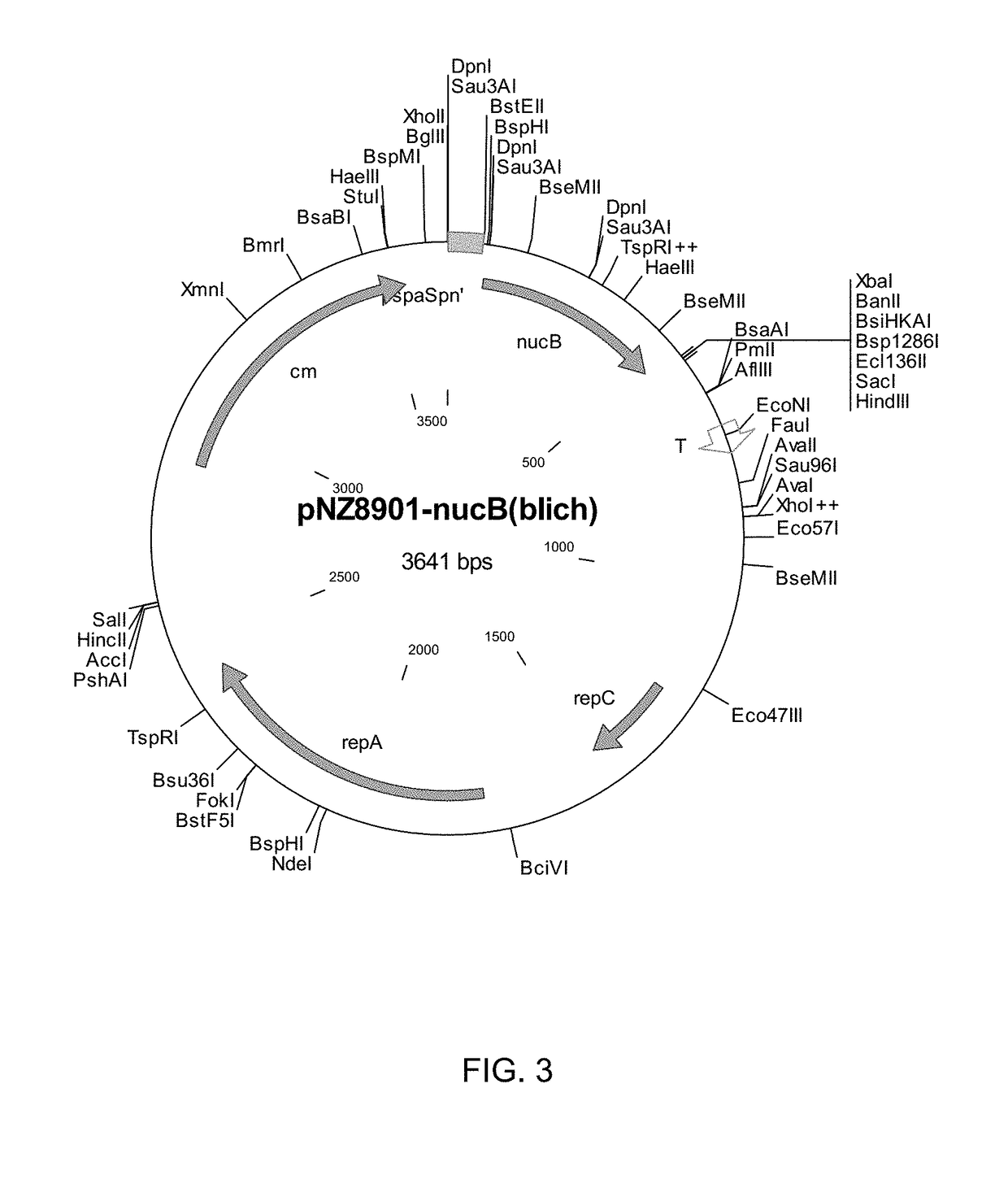 Compounds and methods for biofilm disruption and prevention
