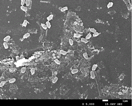 Method for biosynthesizing nano-selenium through bacillus licheniformis