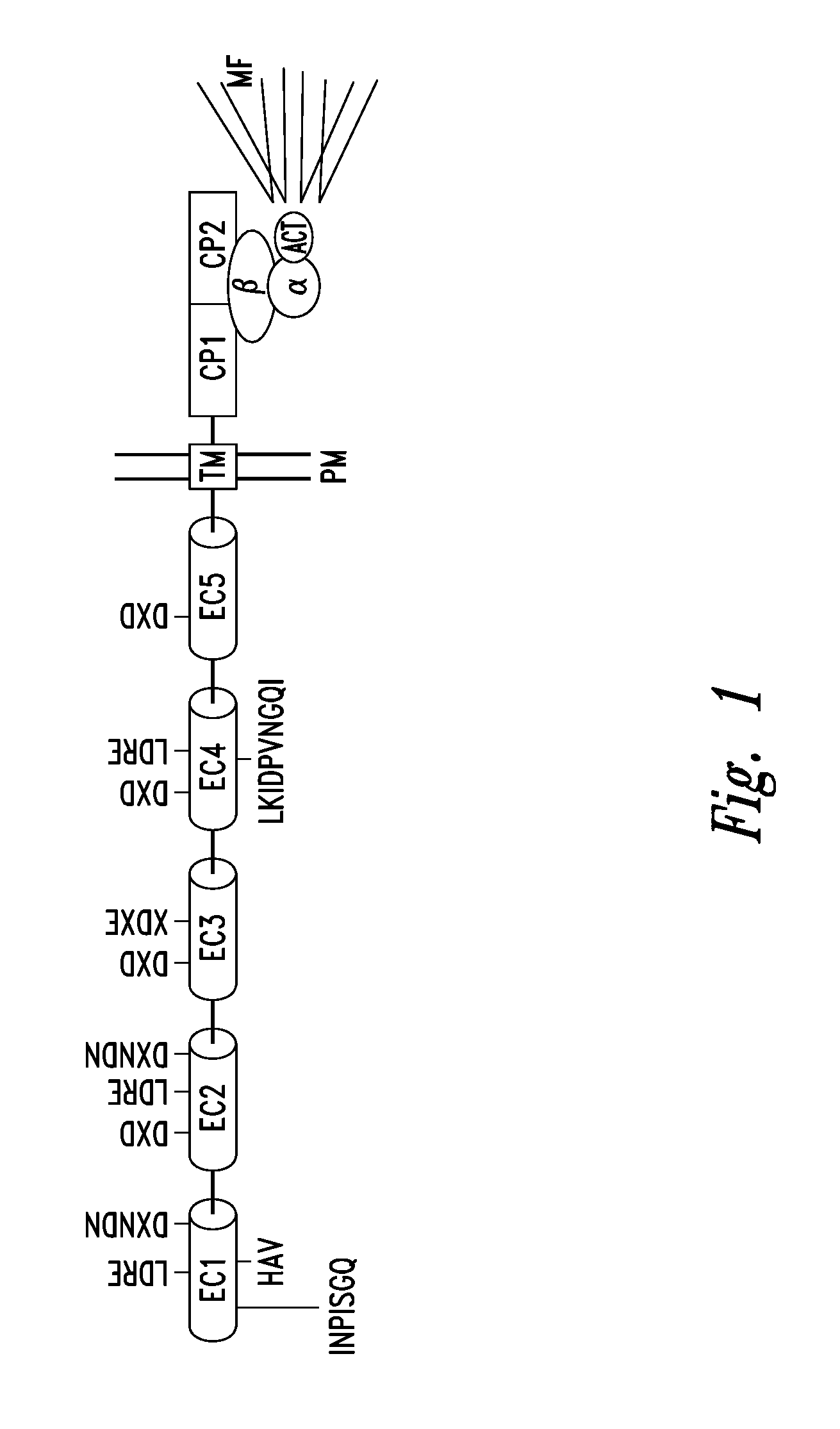 Compounds and methods for modulating adhesion molecule function