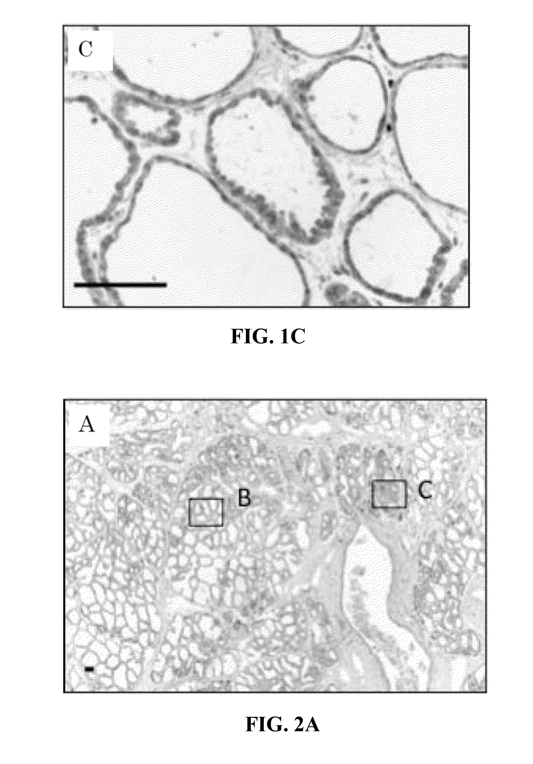 Method of examining mammary gland disease