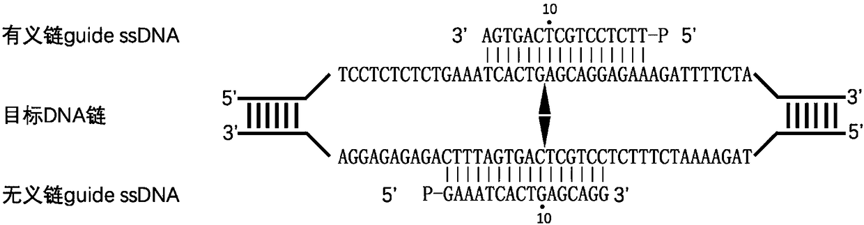 Nucleic acid testing method based on prokaryotic Argonaute protein and application of nucleic acid testing method