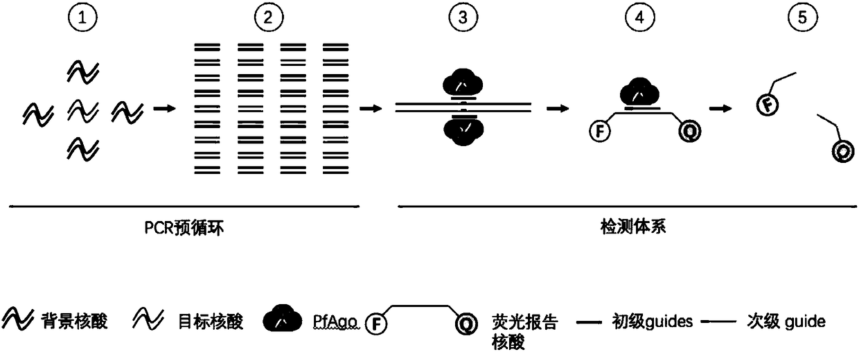 Nucleic acid testing method based on prokaryotic Argonaute protein and application of nucleic acid testing method