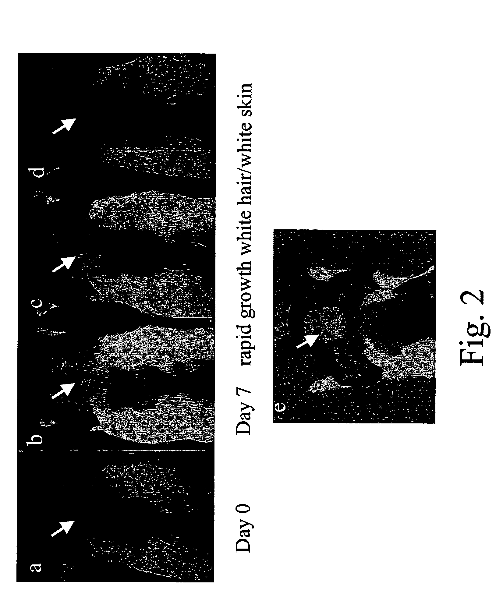 Method for regulating the skin and hair color in a post-natal mammal