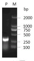 Fusion protein SUMO1-PLA2, and preparation method and medical use thereof