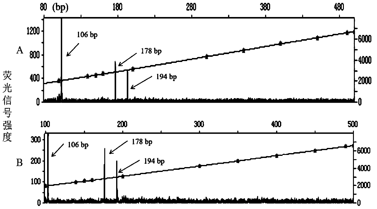 Molecular marker primer composition for identifying freestone trait of prunus persica fruits and application of molecular marker primer composition