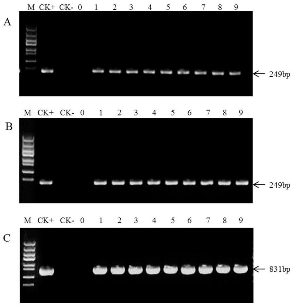 Expression vector of glyphosate resistance genes GR79 and GAT and application