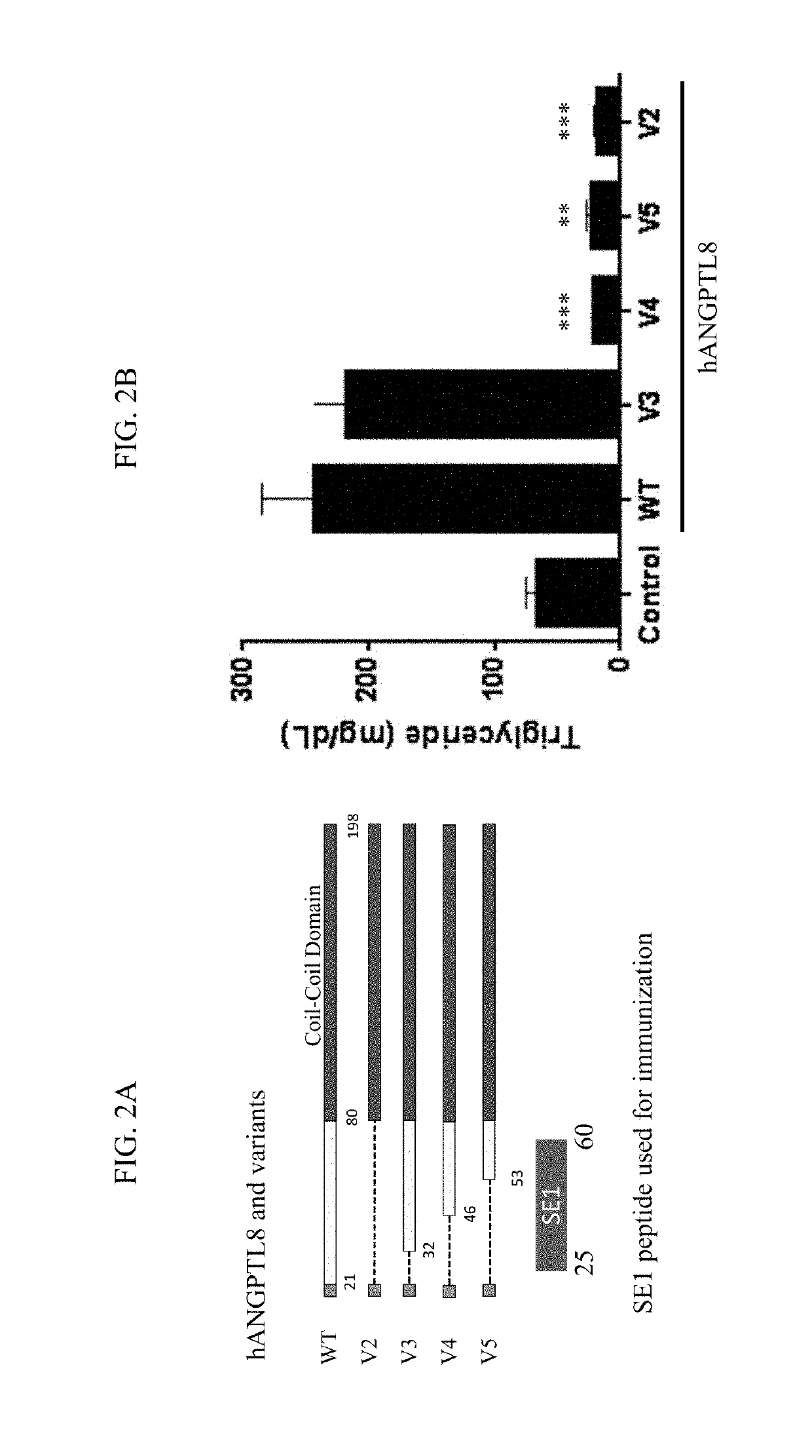 Angptl8-binding agents and methods of use thereof