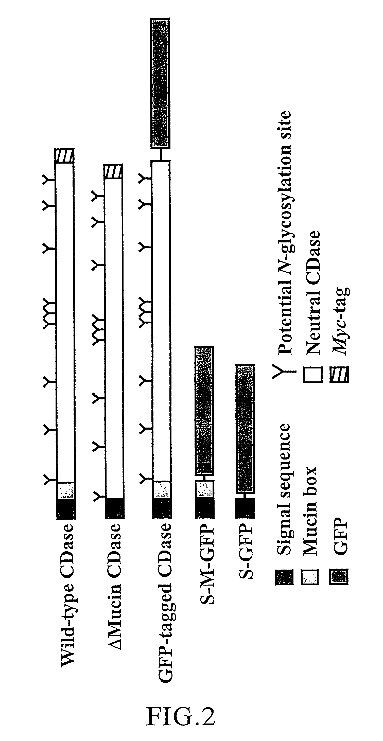 Method for localizing polypeptide on cell surface