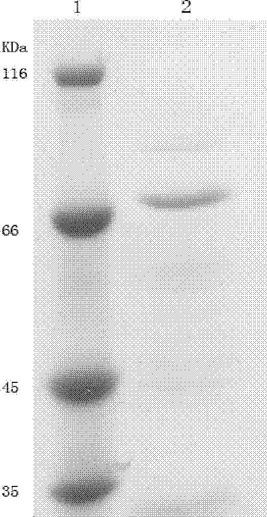 Gene encoding alkaline beta-glucosidase and application thereof