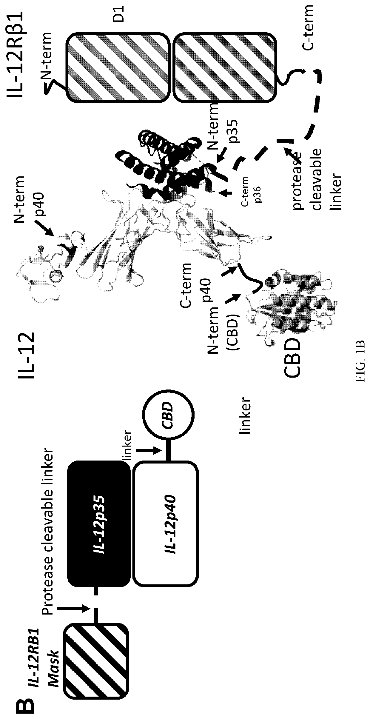 Compositions and methods comprising protease-activated therapeutic agents