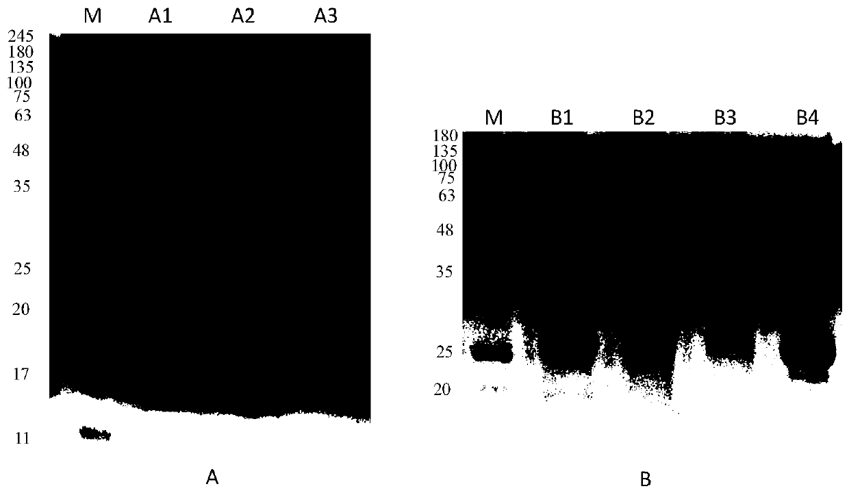Immune-colloidal gold test strip for detecting adulterant cow milk in camel milk and application thereof
