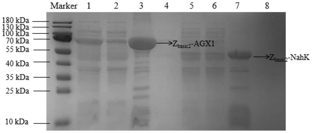 Double-enzyme co-immobilization synthesis method of uridine diphosphate-N-acetylglucosamine and derivatives thereof