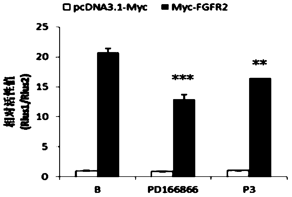 Polypeptide capable of regulating activity of FGFR2 (Fibroblast Growth Factor Receptor 2)
