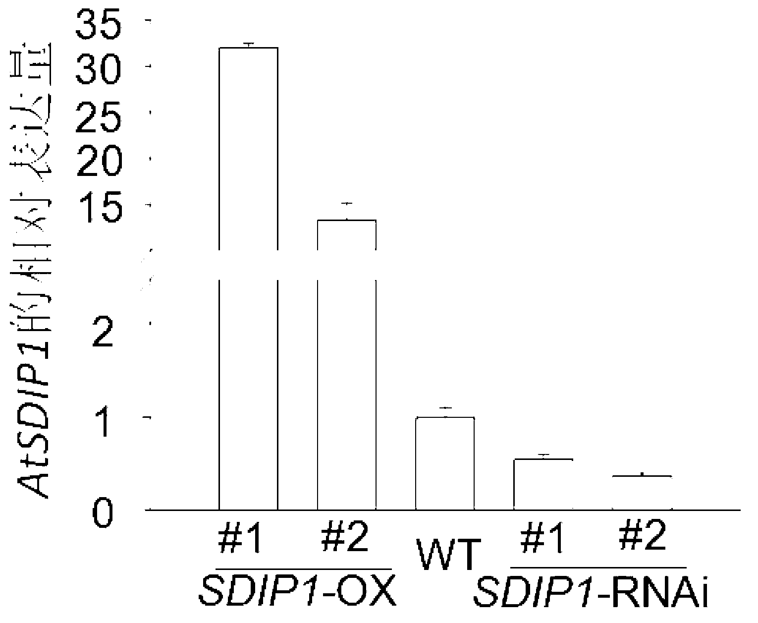 Plant salt-tolerance-related protein AtSDIP1, and coding gene and application thereof