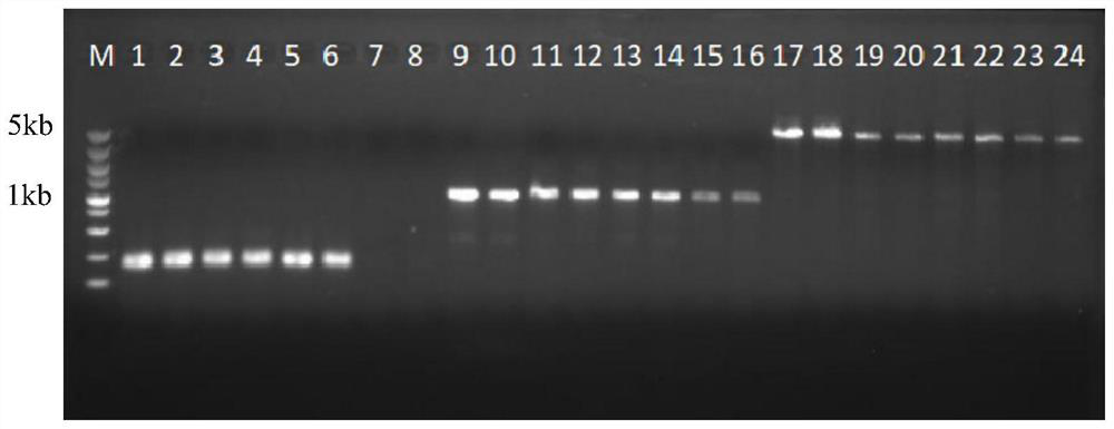 Kit for recovering DNA (Deoxyribose Nucleic Acid) by using column method agarose gel and method for purifying DNA