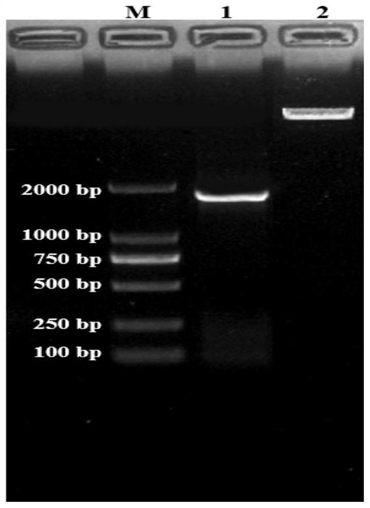 Maize multi-copper oxidase coding gene zmdek559-2 and its application