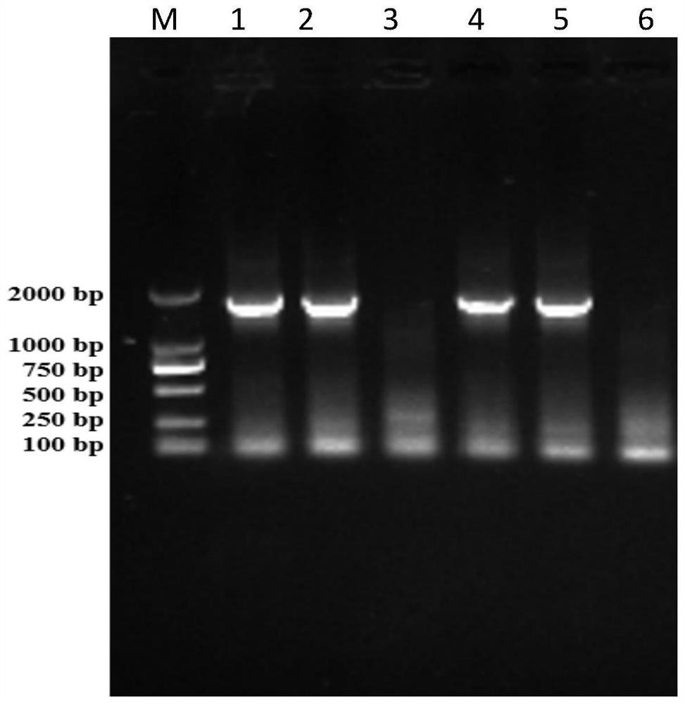 Maize multi-copper oxidase coding gene zmdek559-2 and its application