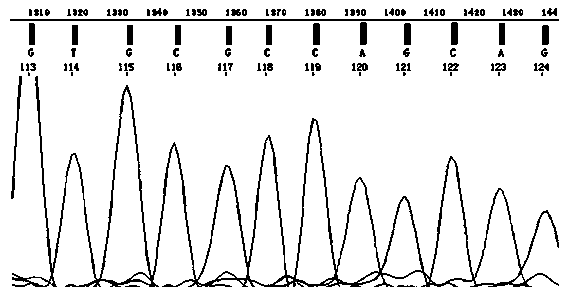 Amplification and sequencing primers and kit for mutation detection of all coding regions of gene of androgen receptor