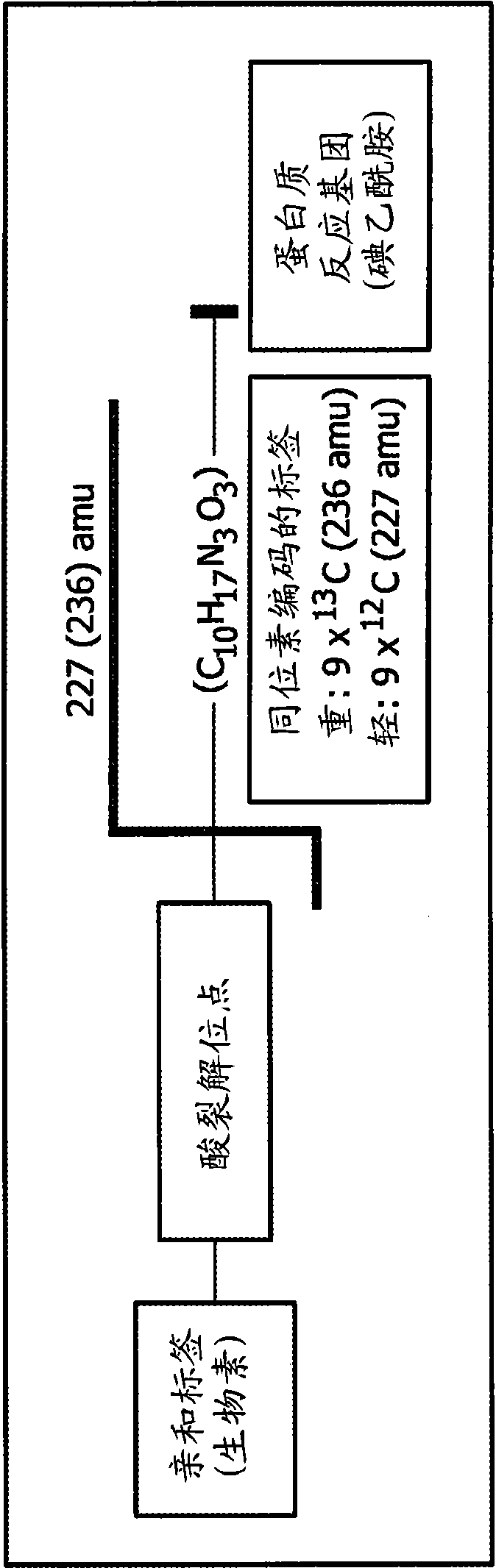 Compounds and methods for double labelling of polypeptides to allow multiplexing in mass spectrometric analysis