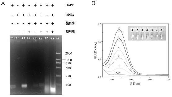 Method for rapidly and quantitatively detecting enterobacter sakazakii based on cascade amplification