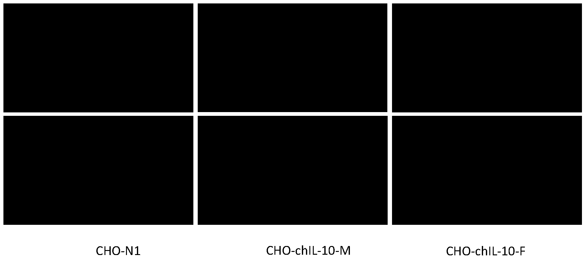 Cell line for stable expression of chicken interleukin 10 protein, as well as construction method and application thereof