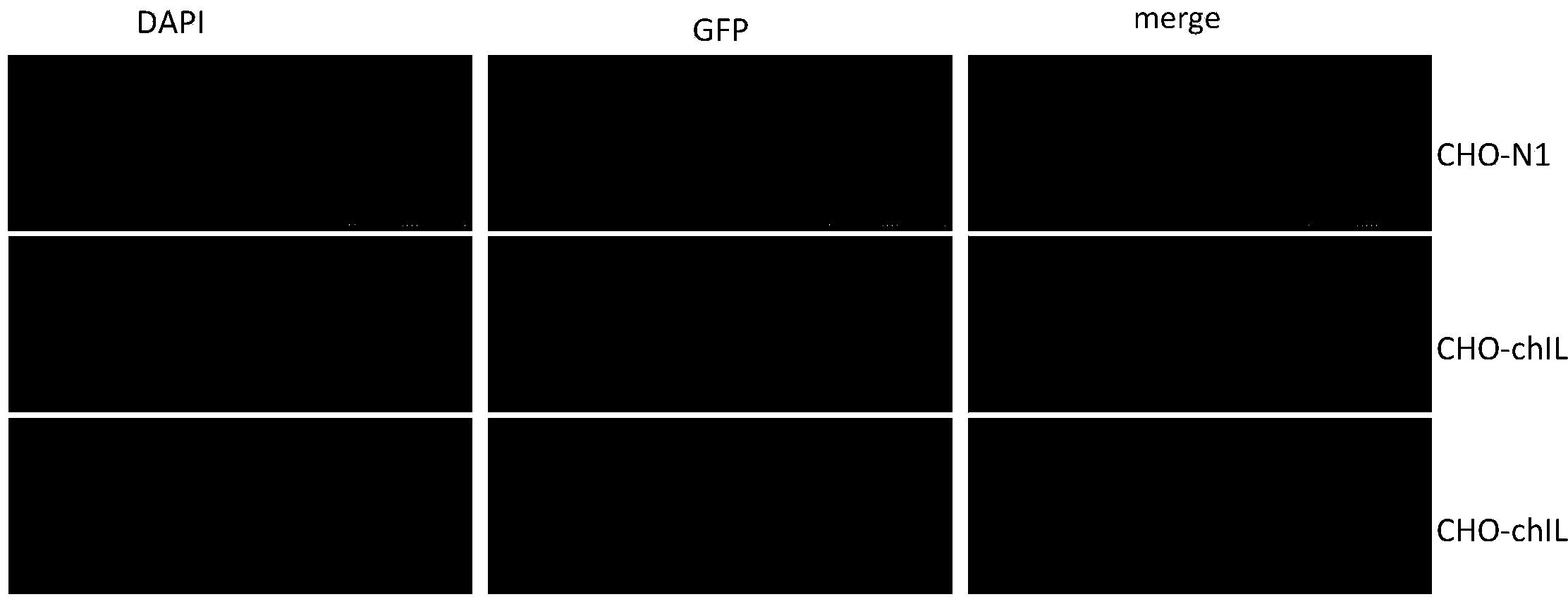 Cell line for stable expression of chicken interleukin 10 protein, as well as construction method and application thereof