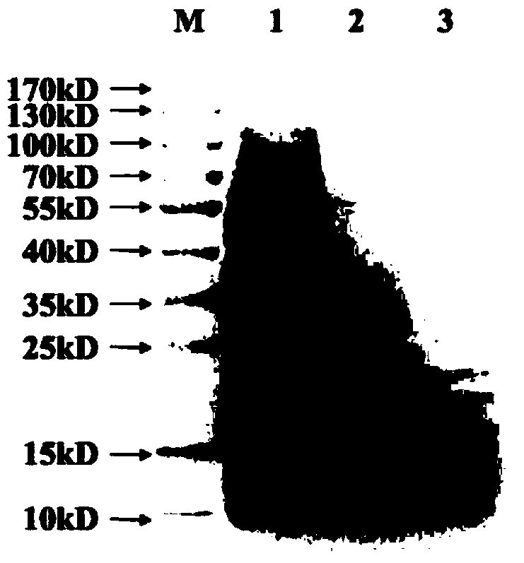 A kind of preparation method of sponge water-soluble peptide