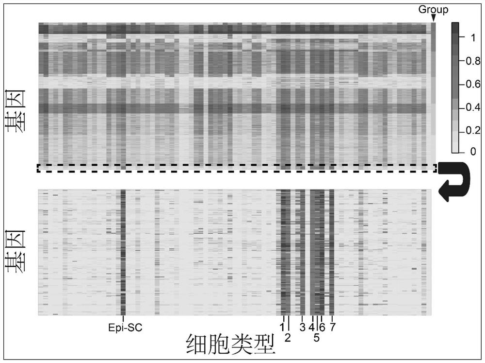 Model for predicting cell proliferation activity by taking 87 genes as biomarkers