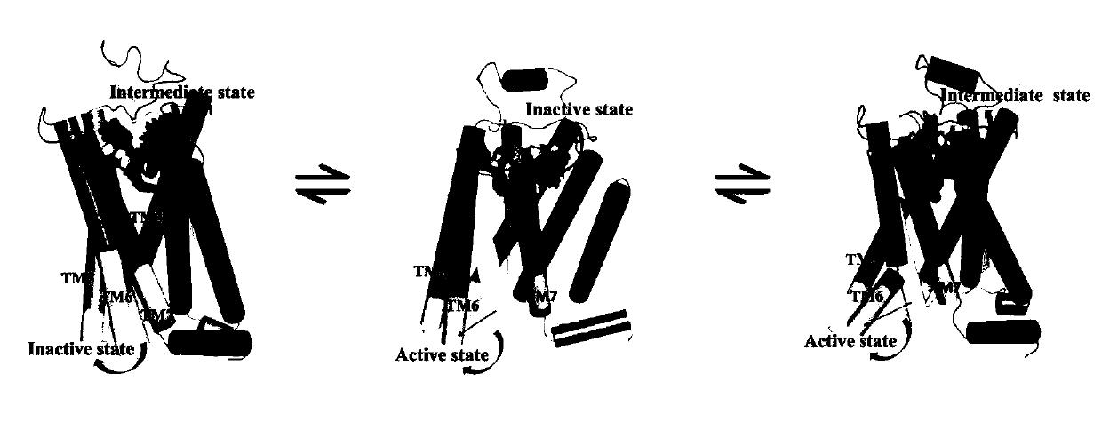 A computer simulation method to obtain the intermediate state structure of G protein-coupled receptors