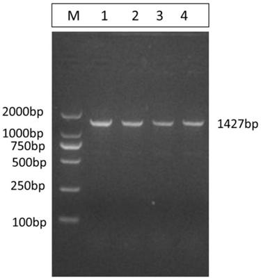 Molecular identifier related to laying duck egg laying and egg quality traits and application thereof