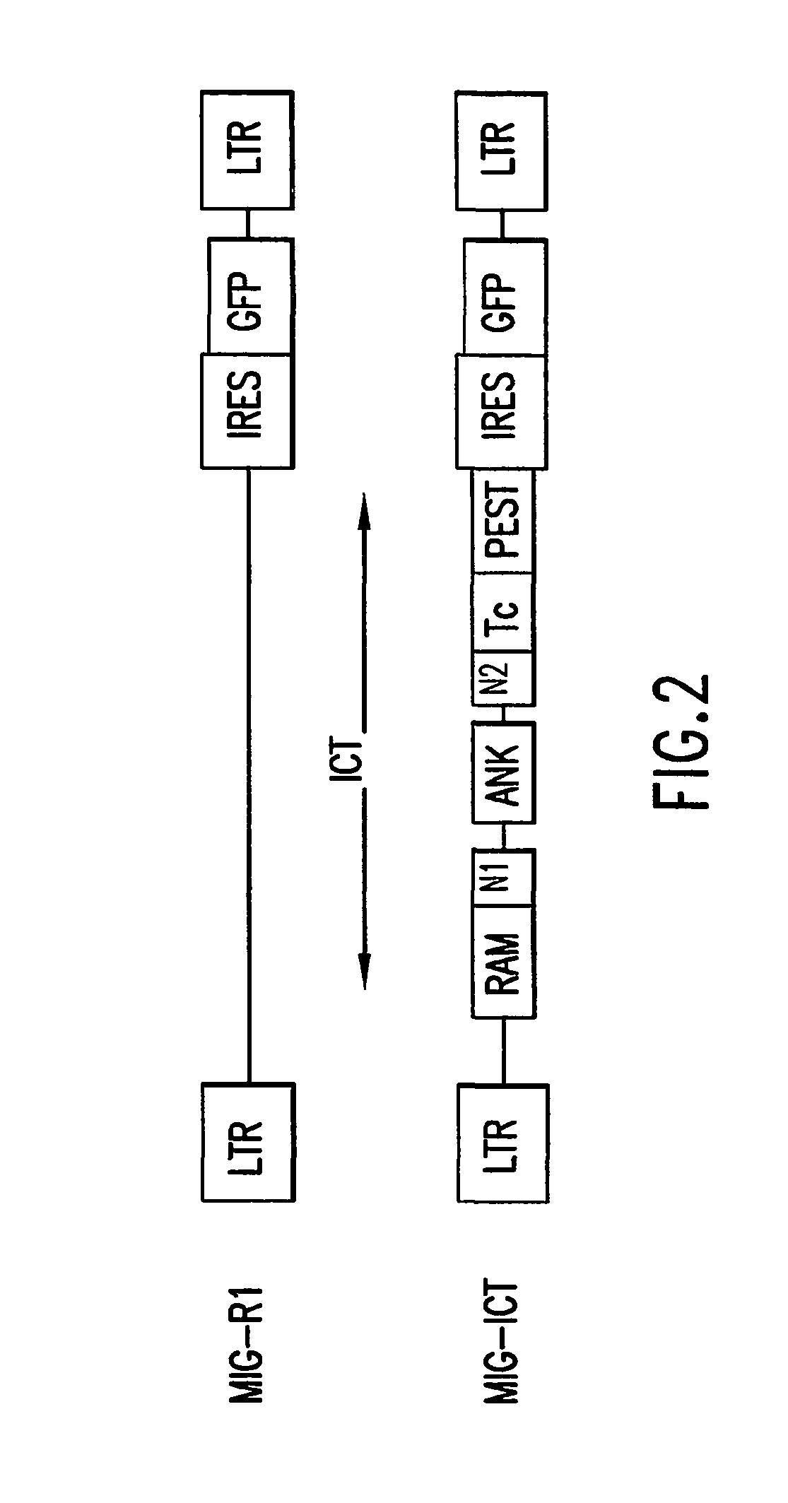 Methods for immortalizing cells