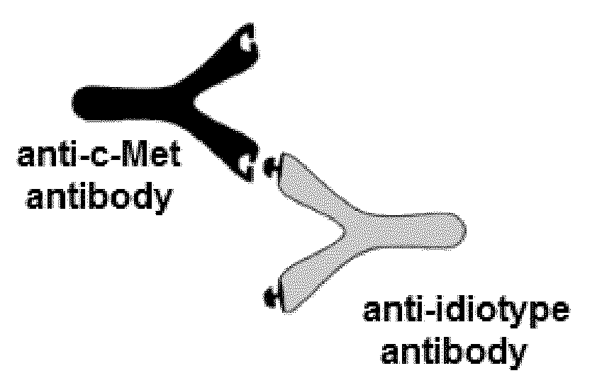 Anti-idiotype antibody against Anti-c-met antibody