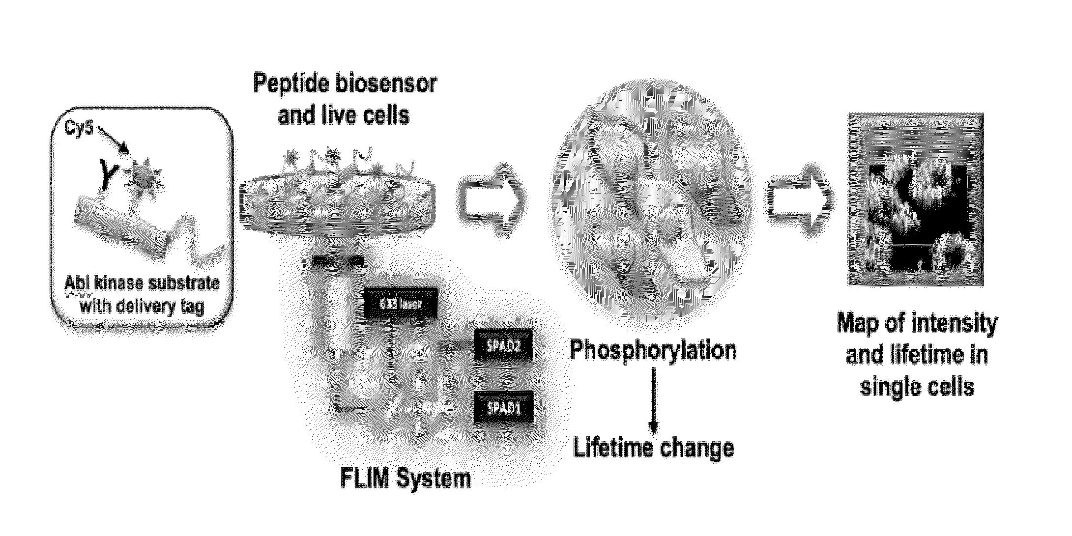 Methods for detecting enzyme activity using fluorescence lifetime imaging