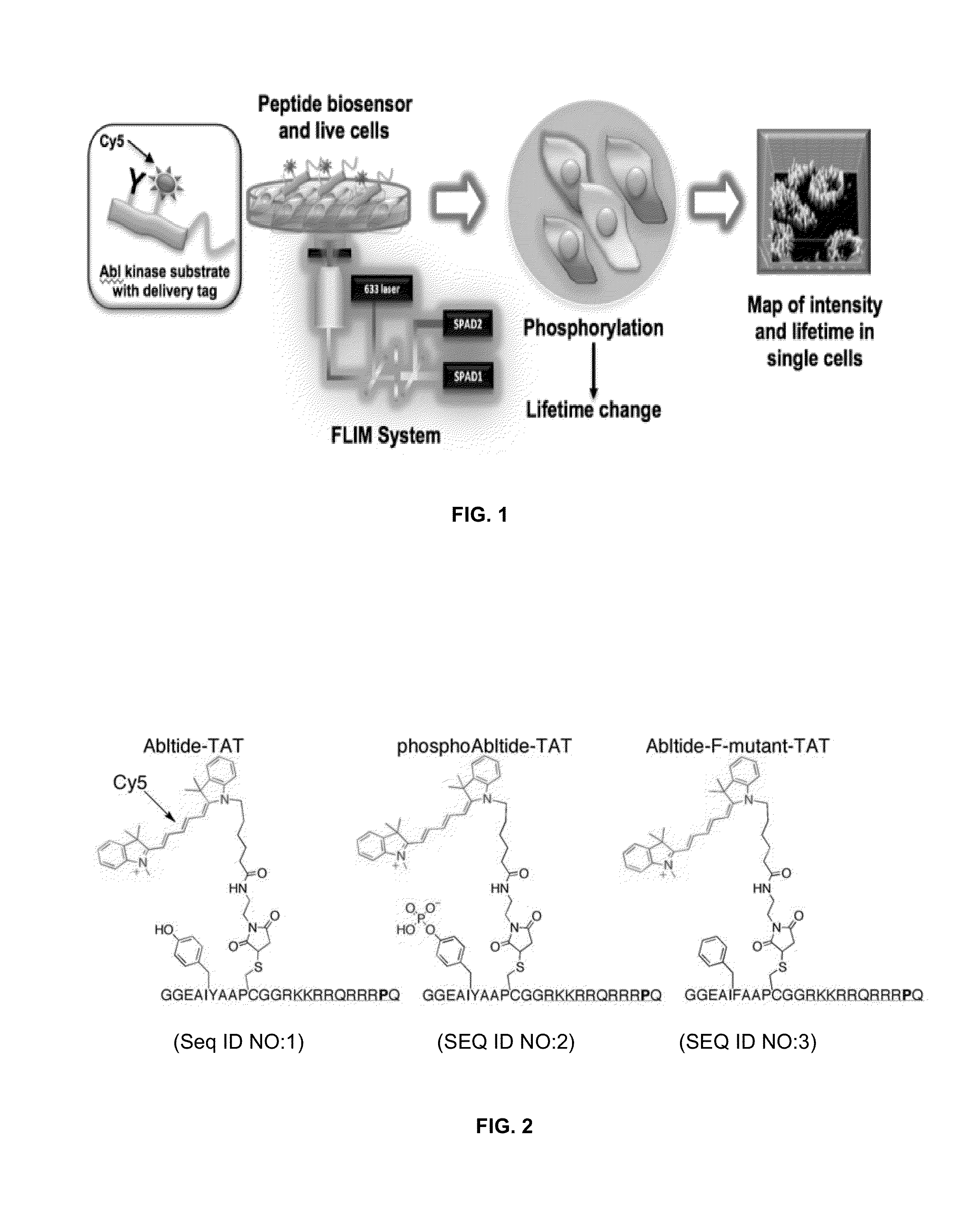 Methods for detecting enzyme activity using fluorescence lifetime imaging
