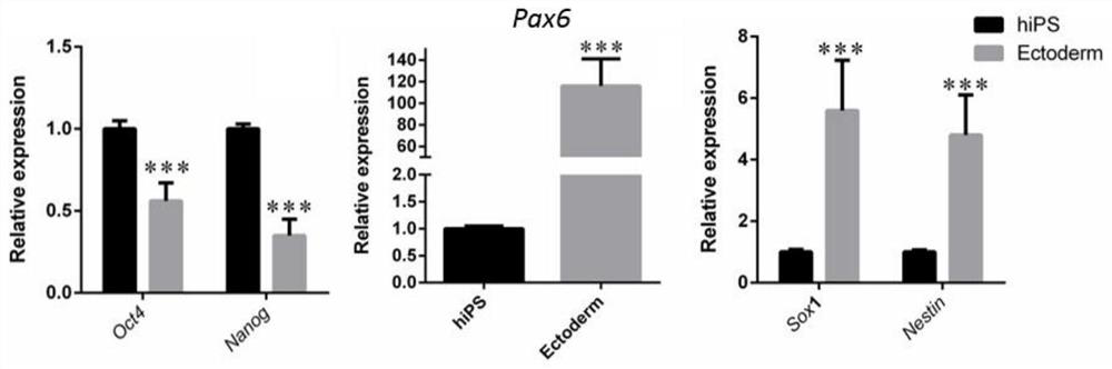 A method for differentiating human pluripotent stem cells to ectoderm