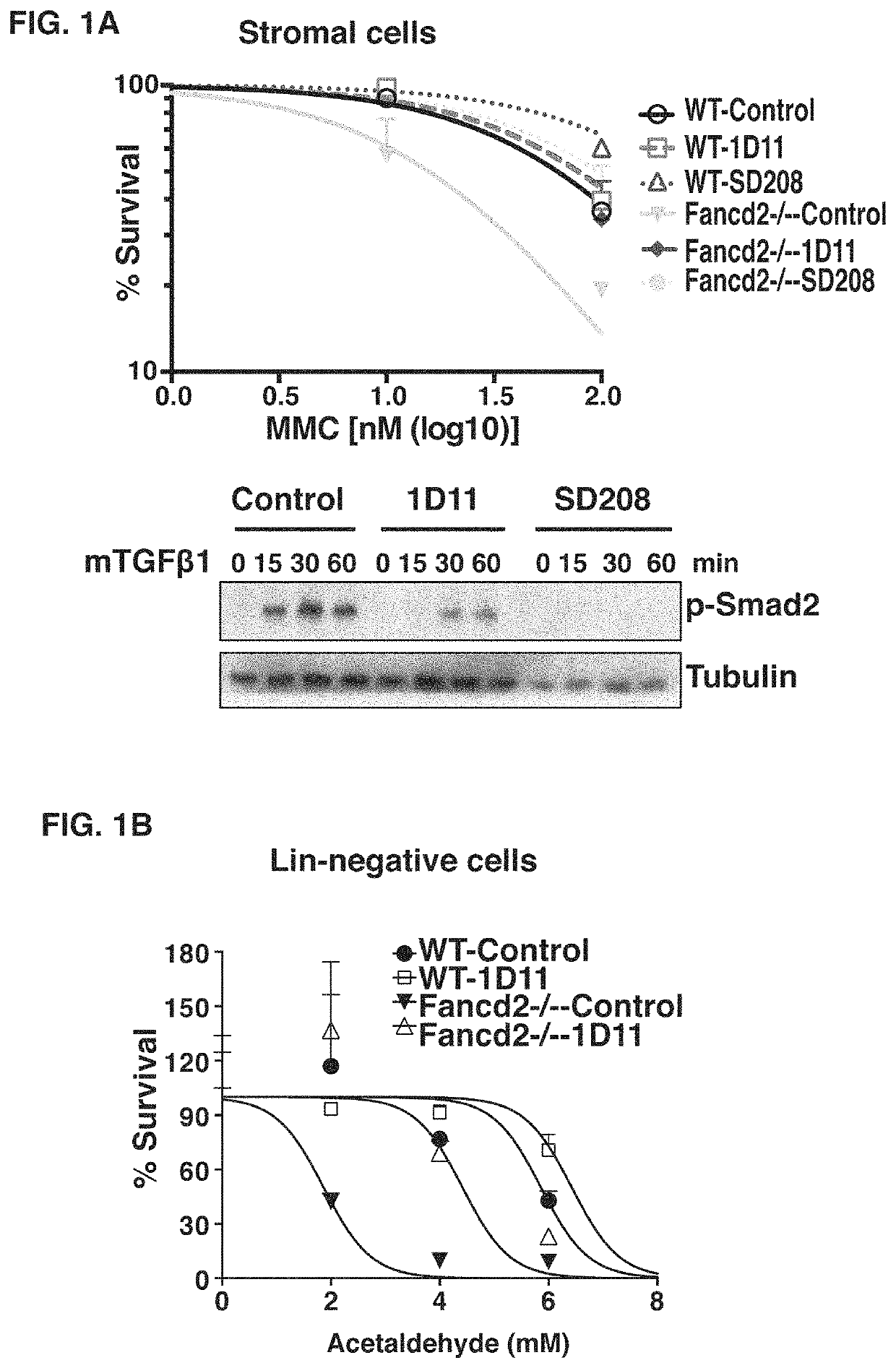 Anti-TGF-beta antibody for the treatment of fanconi anemia
