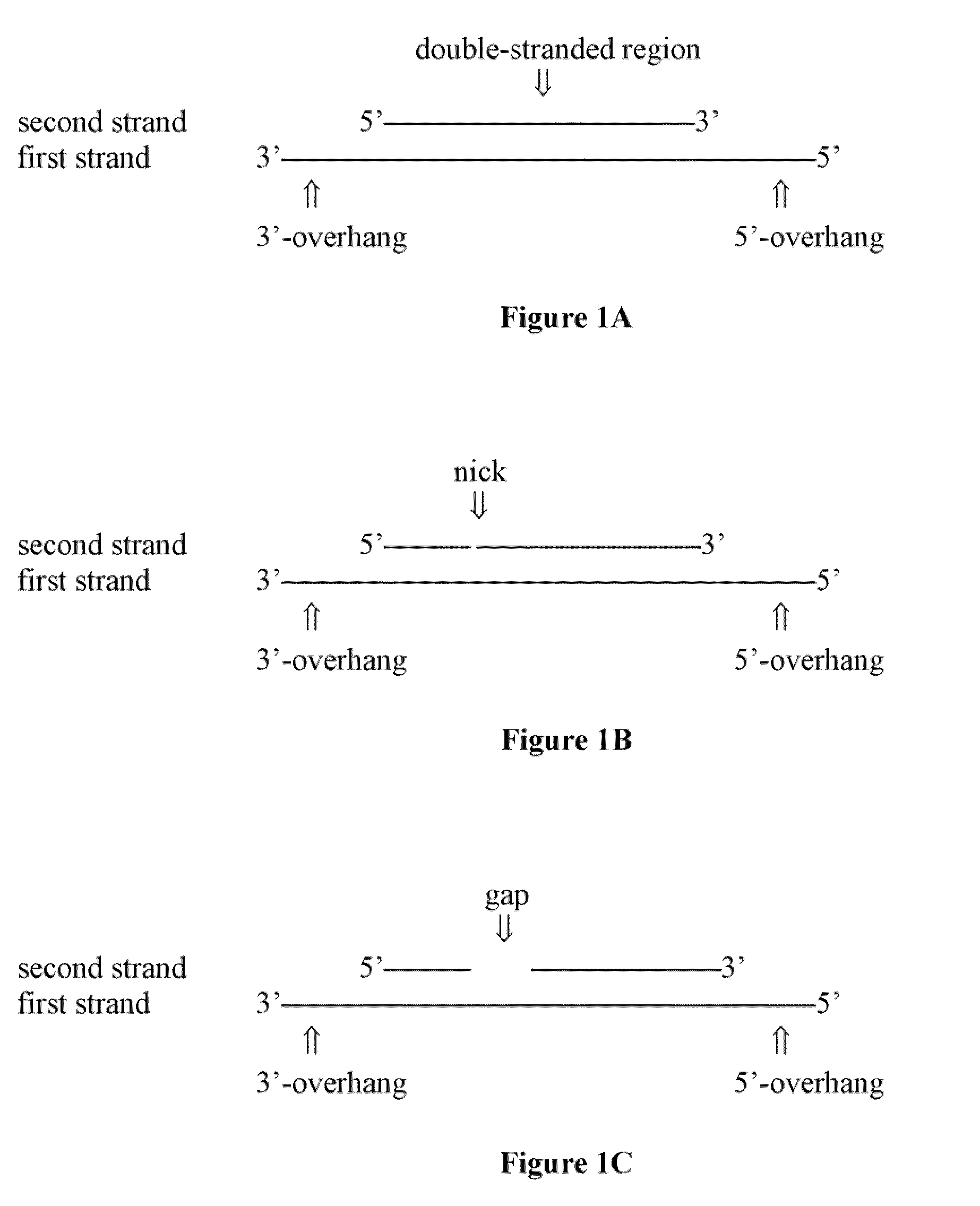 Compositions of asymmetric interfering RNA and uses thereof