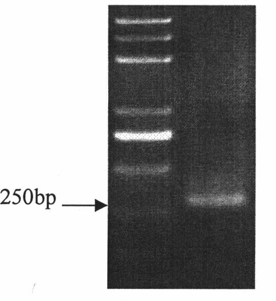 Halimodendron halodendron ERF transcription factor cDNA sequence, expression vector and use thereof