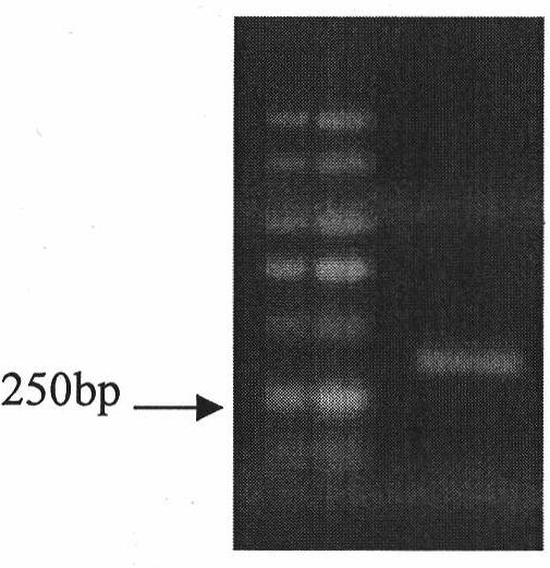 Halimodendron halodendron ERF transcription factor cDNA sequence, expression vector and use thereof