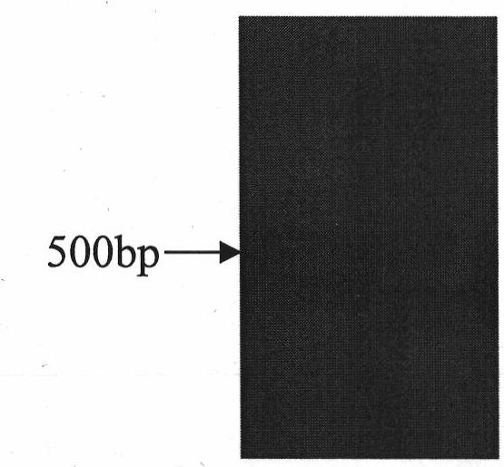 Halimodendron halodendron ERF transcription factor cDNA sequence, expression vector and use thereof