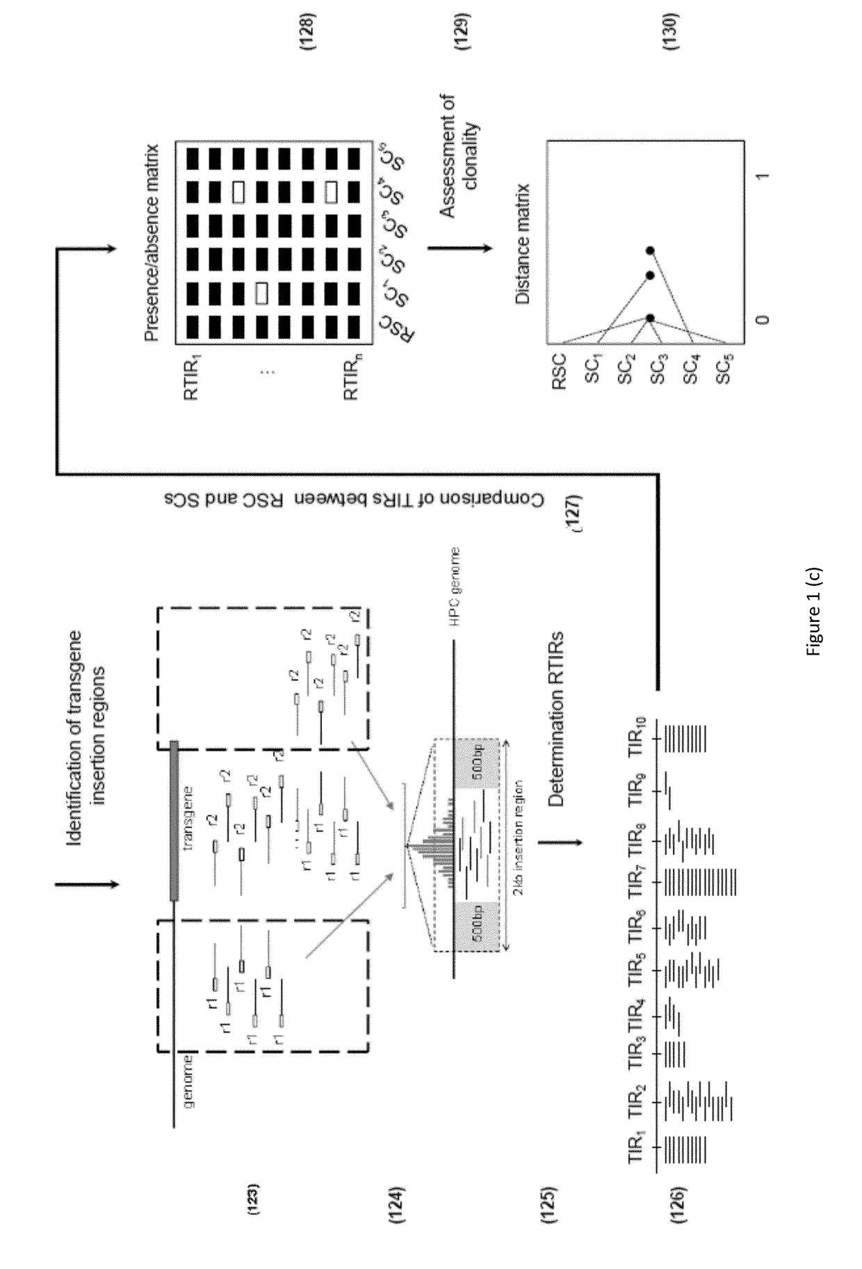 Method for determining cell clonality