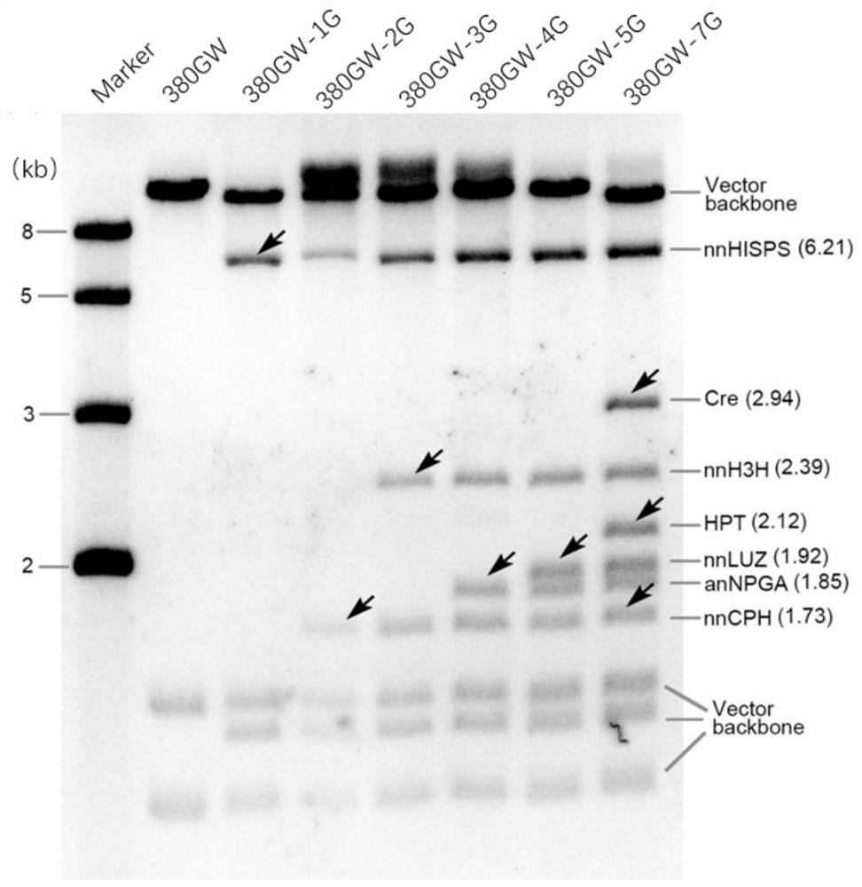 Application of oilseed rape BnC3H gene in improving biological self-luminous intensity of plants
