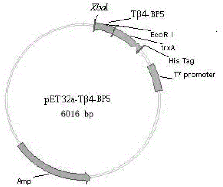 Recombined Tbeta 4-BP5 fusion peptide, gene, engineering bacteria and application