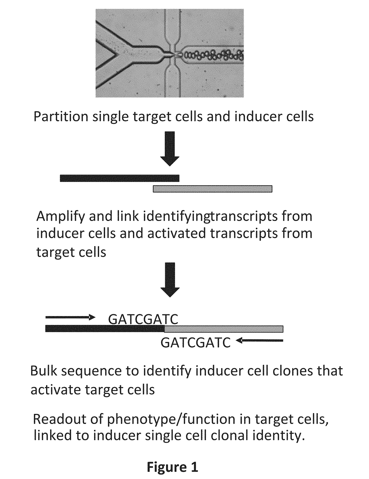 Systems and methods for massively parallel combinatorial analysis of single cells