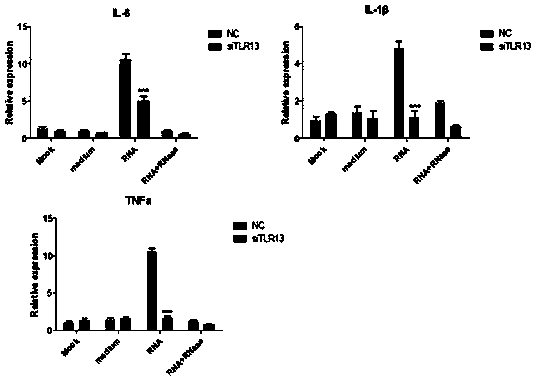 Innate immune TLR13 (toll-like receptor 13) gene of epinephelus coioides as well as eukaryotic expression vectors and application of innate immune TLR13 gene