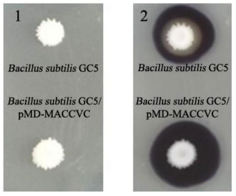 Recombinant bacillus displaying GCRV VP7 proteins on surface of bacillus subtilis GC5 and preparation method